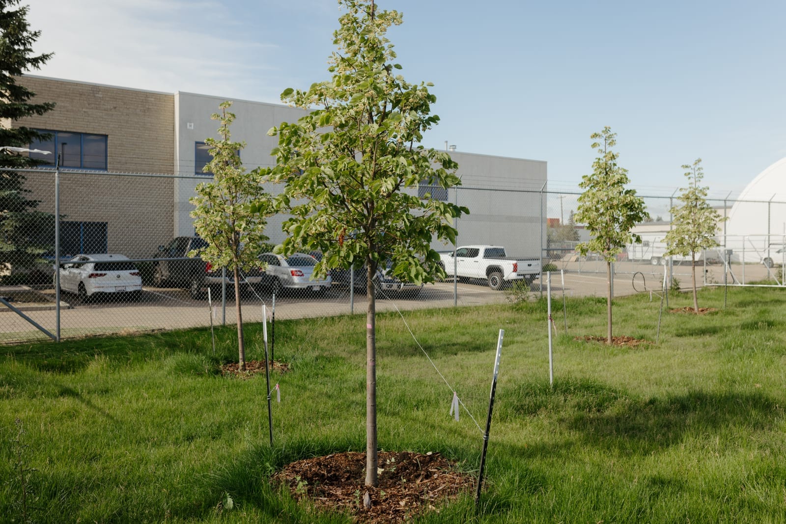 Trees planted at a commercial property