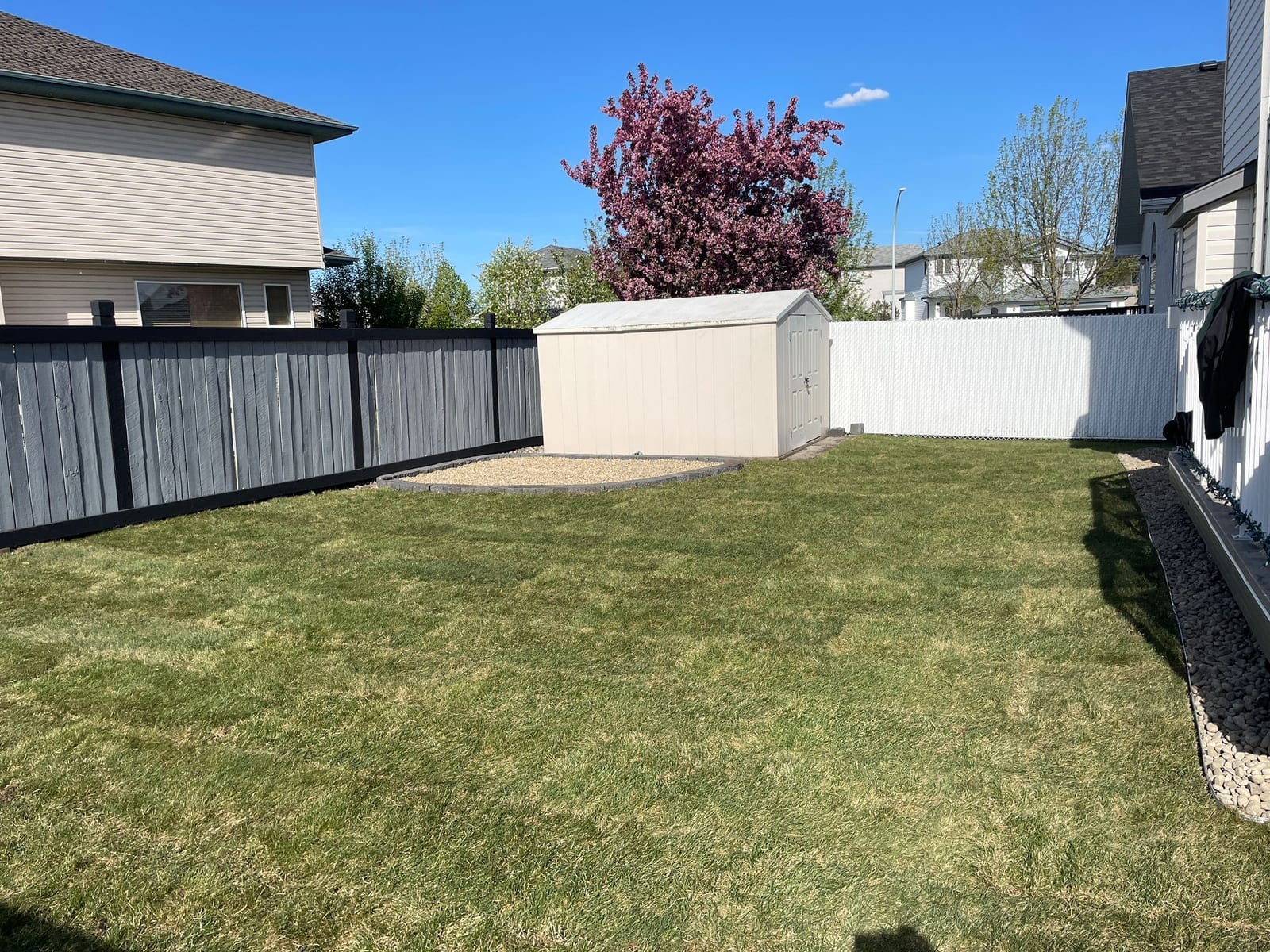 Freshly sodded backyard with grey fence